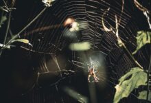 081142xhc0tp03wxpkyjhp-oSqh0n.jpg