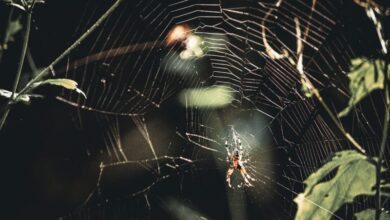 081142xhc0tp03wxpkyjhp-oSqh0n.jpg
