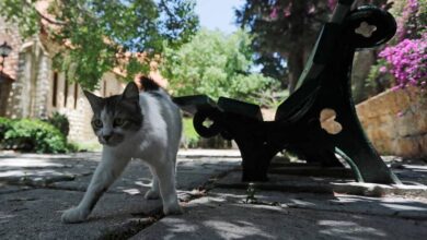 082320ejzs42428dpd9e89-KBFuyd.jpg