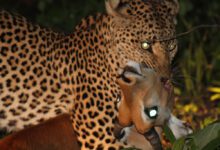 0846505sv9g963soi86a79-McUFE1.jpg