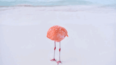 091952llmscs3o6hzlhkzm-MKSCdH.jpg