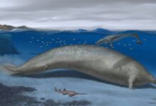 093649ozwi9oiadiwi9tit-xUTy3A.jpg