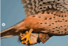 094738j2csi2sjecssituc-5Eyv0x.jpg