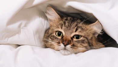 095217nljgng37slindsn3-CcmGlI.jpg