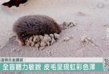 0b85f04e1cb40ee68f96596a4d8f02b3-vn7k1a.jpg