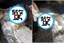 0de14a25e6e86020fae1ad0e269de482-Pf6o6U.jpg