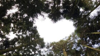 101257tdqwmw16xmqw0emw-SBHlGz.jpg