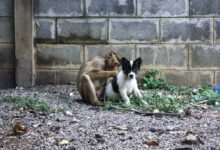 1020411rzor1mzpjvjazw9-YSJPcG.jpg