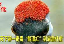 103210kwwogn1koa52krer-s0T5ZW.jpg