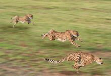 113017if217dffmxfmhp6d-ksMci4.jpg