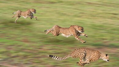 113017if217dffmxfmhp6d-ksMci4.jpg