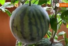 2207088alqtomlq4io992c-QTufRU.jpg