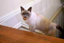 4798018_1_1-ScadOy.jpg
