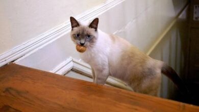 4798018_1_1-ScadOy.jpg