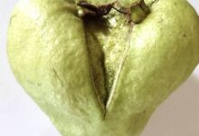 4870781_2_1-Ebv62z.jpg