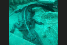 phpoINvvL-CB7PiK.png