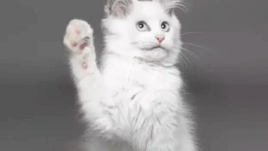 095504oy44m55w1ys54yig-GfBADZ.png