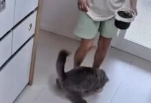 0814040zbphhahavipj0v0-Wq4jzb.jpg