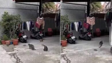 phpwrI2yi-mhdkCT.jpg